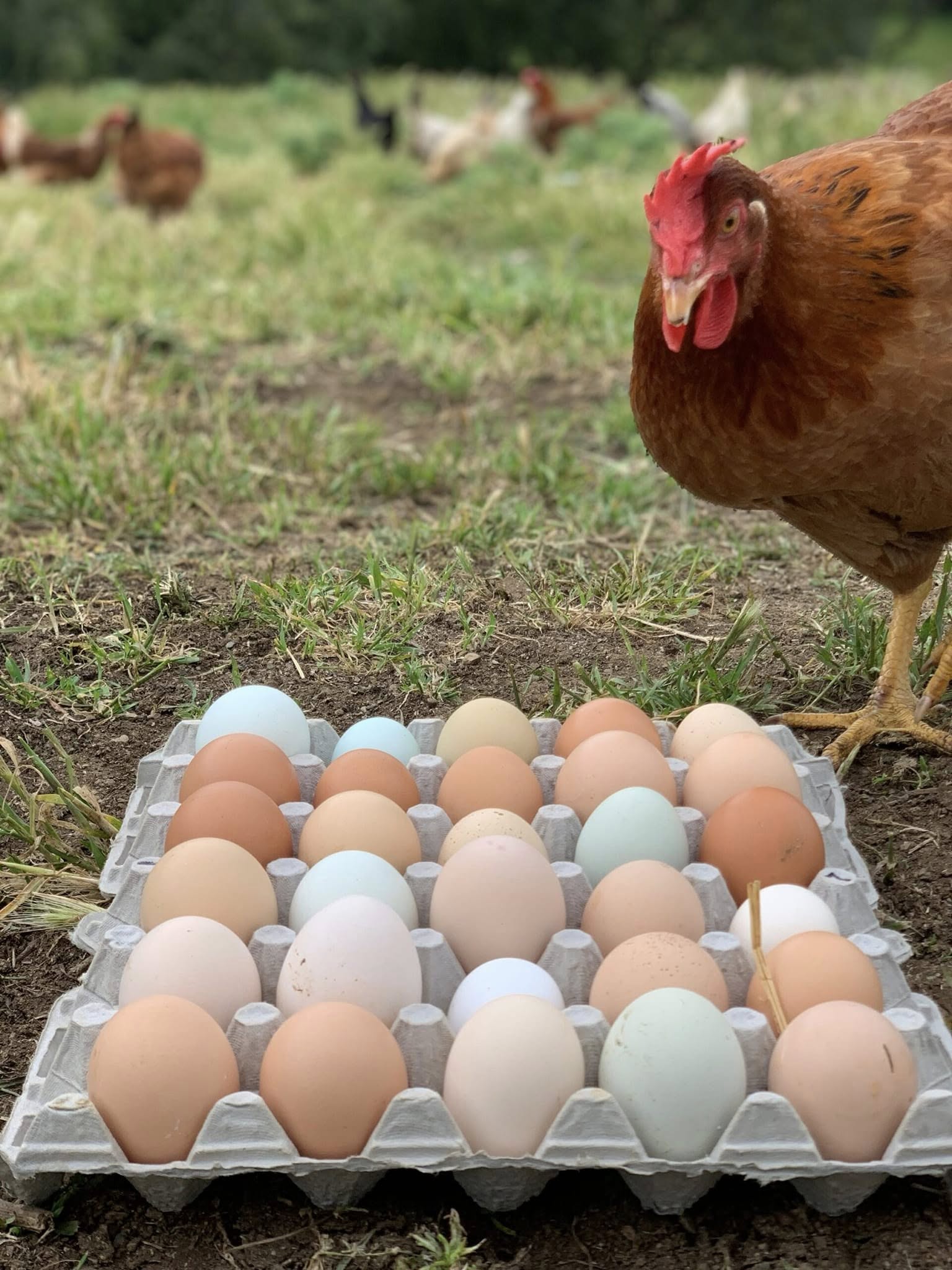 Farm Fresh Eggs Collection