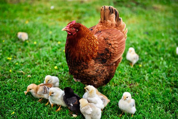 Angel Poultry Suppliers - Premium Poultry Farm